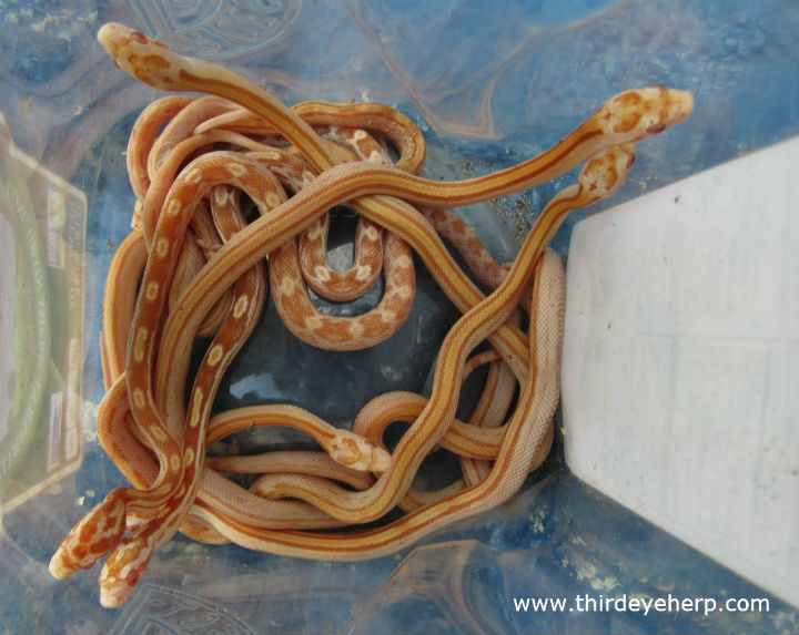 Butter Corn Snakes
